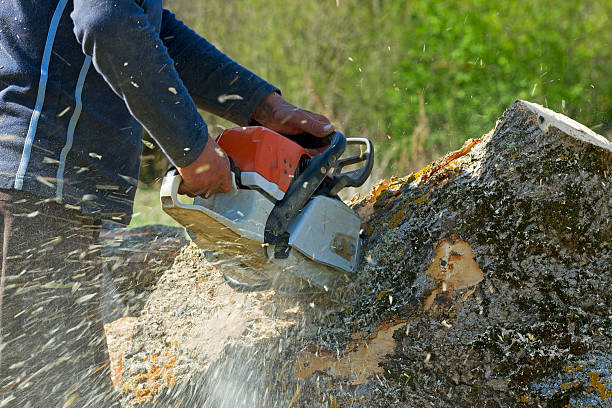 The Steps Involved in Our Tree Care Process in Twin Lakes, VA